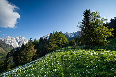 Frühling in der Region Rosental