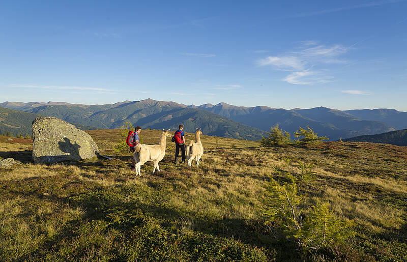 Lamatrekking am Katschberg