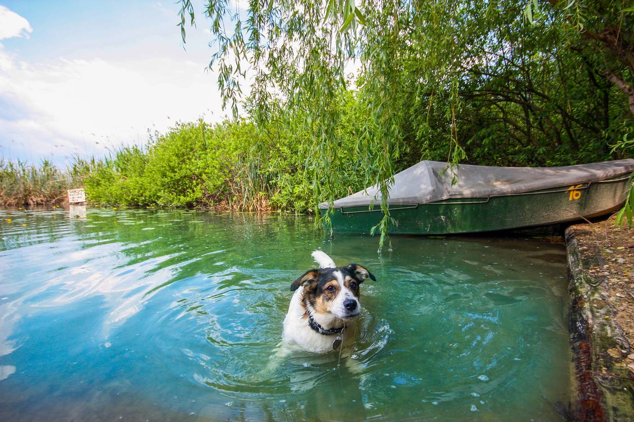 mobileheim mit hund