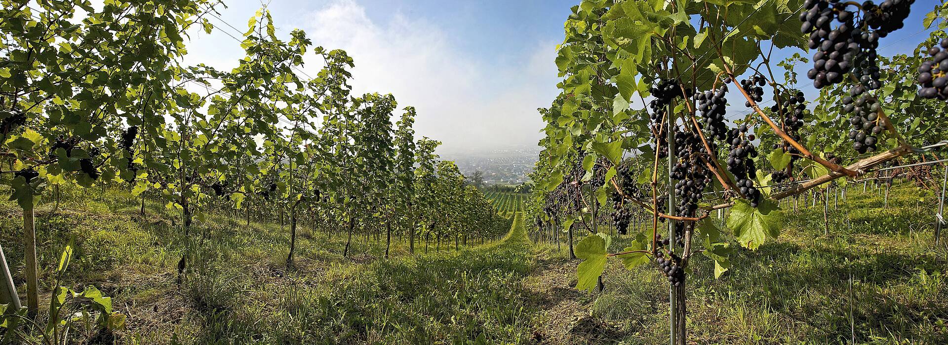 Wein aus Kärnten