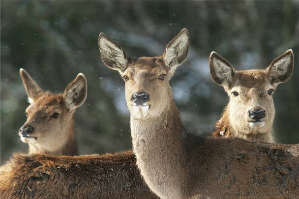 Wildtierfütterung im Biosphärenpark Nockberge