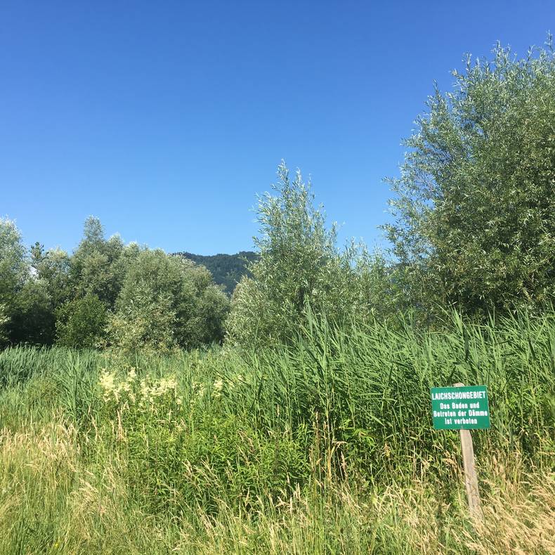 <p>Urlaub im Wohnmobil von Ute Zaworka, Kajaktour am Ossiacher See, Laichschongebiet Ossiacher See</p>