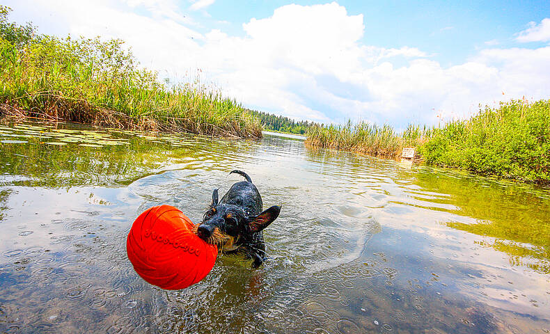 Aktiv-Urlaub mit Hund - Spass im Wasser