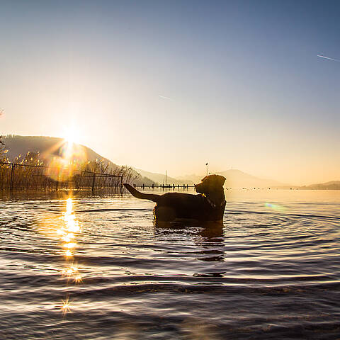 Baden mit Hund in Klagenfurt