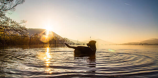 Baden mit Hund in Klagenfurt