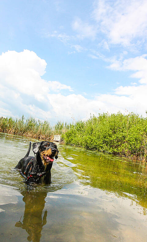 Baden mit Hund am Klopeiner See