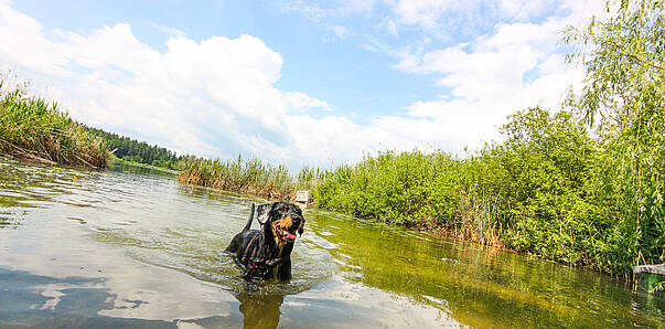 Baden mit Hund am Klopeiner See