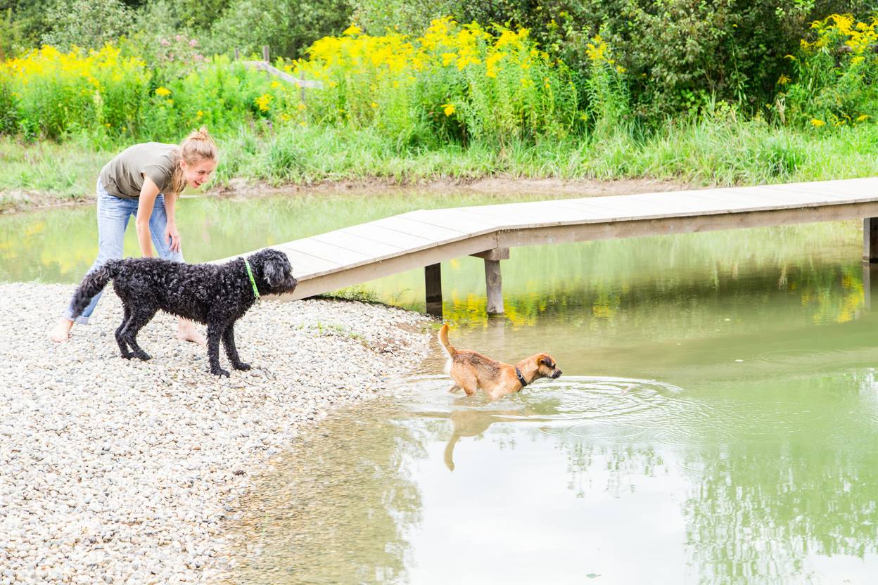 mobileheim mit hund