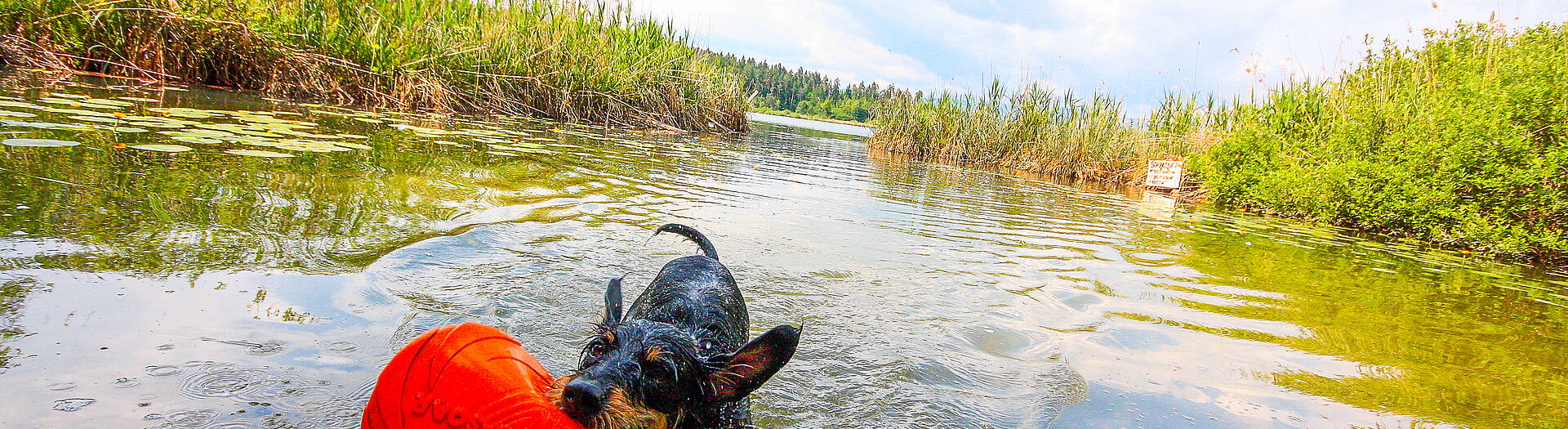 Aktiv-Urlaub mit Hund – Spaß im Wasser