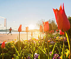 Frühling am Wörthersee