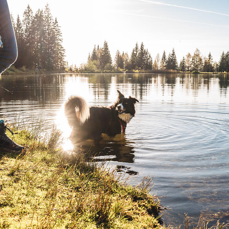 Zwei Frauen beim Wandern mit Hund in Preitenegg im Lavanttal auf der Hebalm