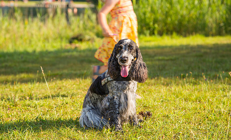 Urlaub mit Kind und Hund © pixelpoint multimedia, Wolfgang Handler