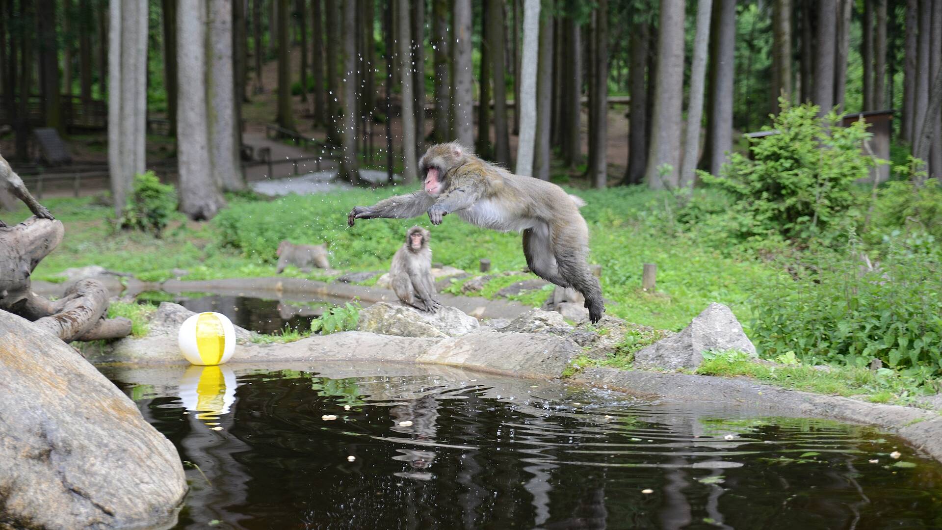 Der erlebnisreiche Affenberg in Landskron 