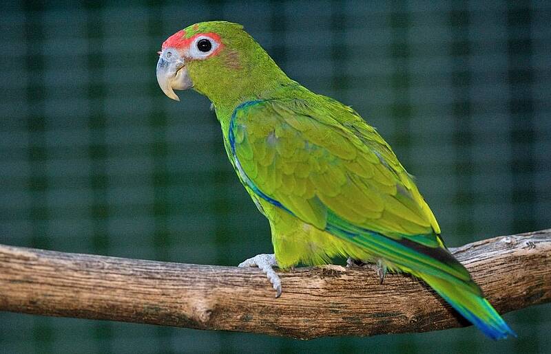 Vogelpark Turnersee