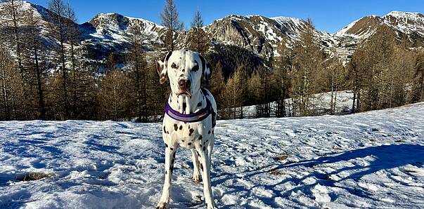 St. Oswald wandern mit Hund
