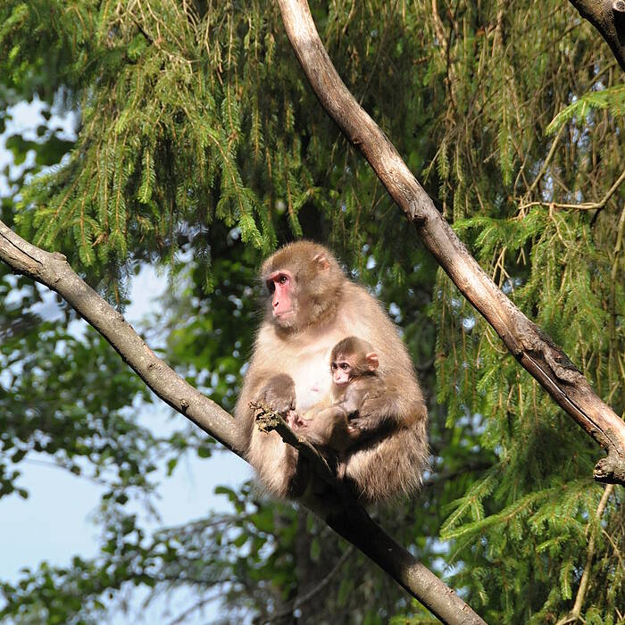 Affenmutter mit Baby am Affenberg in Landskron