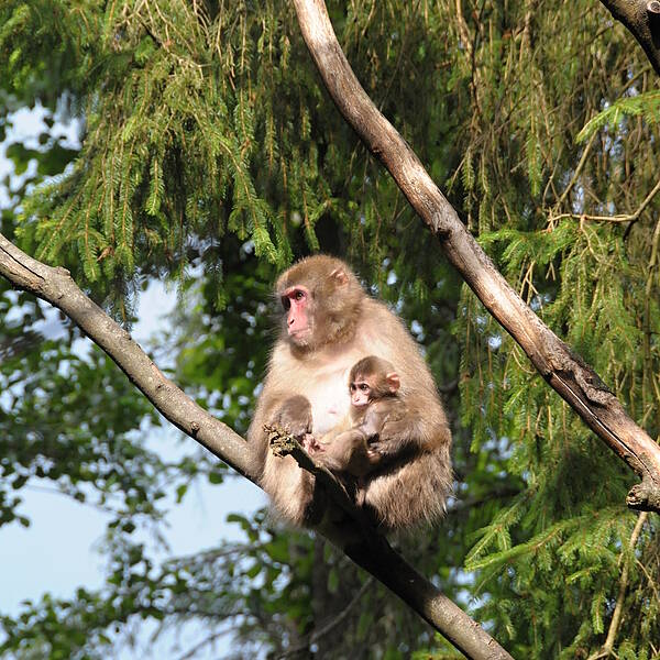 Affenmutter mit Baby am Affenberg in Landskron