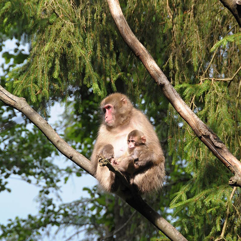 Affenmutter mit Baby am Affenberg in Landskron