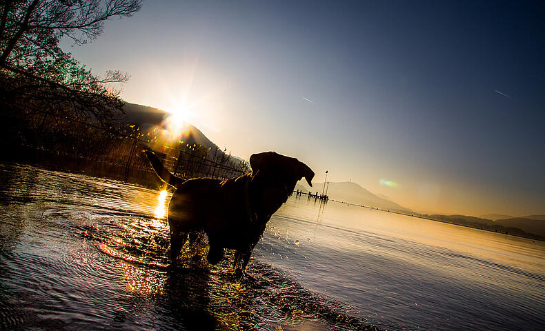 Baden mit Hund © pixelpoint multimedia, Wolfgang Handler