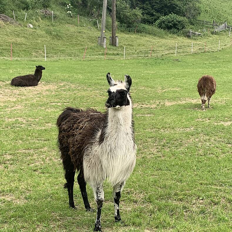 Entspannt Wandern mit exotischer Begleitung: Tauern Lama 