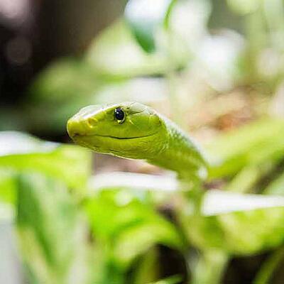 Social Reptilienzoo Happ c Wolfgang Handler Social Reptilienzoo Happ c Wolfgang Handler